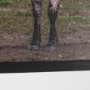 15496 - Longhorn 1 by Gary Blatter a Hand Embellished Framed Photo Art Print Matted under Glass