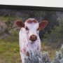 15497 - Longhorn 7 by Gary Blatter a Hand Embellished Framed Photo Art Print Matted under Glass