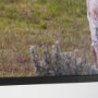 15497 - Longhorn 7 by Gary Blatter a Hand Embellished Framed Photo Art Print Matted under Glass