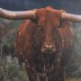 15498 - Longhorn 5 by Gary Blatter a Hand Embellished Framed Photo Art Print Matted under Glass