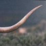 15498 - Longhorn 5 by Gary Blatter a Hand Embellished Framed Photo Art Print Matted under Glass