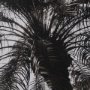 15534 - Palm Tree Sepia I by Debra Van Swearingen a Hand Embellished Framed Photo Art Print Matted under Gla