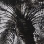 15535 - Palm Tree Sepia II by Debra Van Swearingen  a Hand Embellished Framed Photo Art Print Matted under G