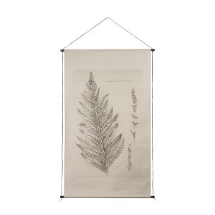 Fern Study I (Osmundastrum Cinnamomeum)