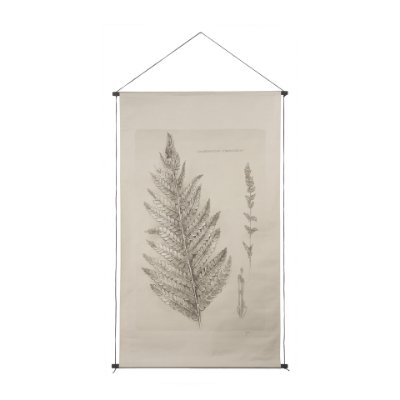15512 - Fern Study I (Osmundastrum Cinnamomeum)