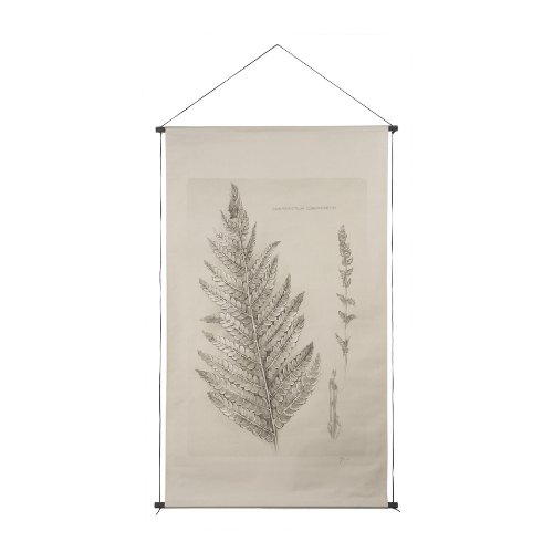 15512 - Fern Study I (Osmundastrum Cinnamomeum)