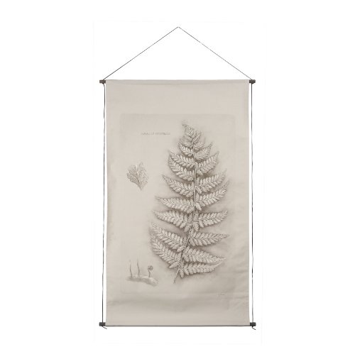 15513 - Fern Study II (Davallia Fejeensis) by Mercana Studio a Hand Embellished Framed Art Print