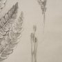 15512 - Fern Study I (Osmundastrum Cinnamomeum)