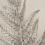 15512 - Fern Study I (Osmundastrum Cinnamomeum)