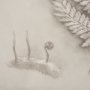 15513 - Fern Study II (Davallia Fejeensis) by Mercana Studio a Hand Embellished Framed Art Print