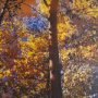 15554 - Leafy Shelter by Bobbie Goodrich a Hand Embellished Framed Photo Art Print Matted under Glass