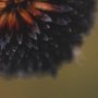 15557 - Glowing by Stig Kalvelid a Hand Embellished Framed Photo Art Print Matted under Glass