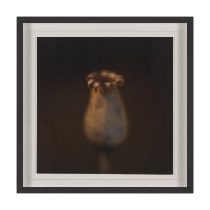 Collecting by Stig Kalvelid a Hand Embellished Framed Photo Art Print Matted under Glass