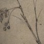 15562 - Black Chokecherry 1 by Mercana Studio a Hand Embellished Framed Art Print Matted under Glass