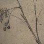 15564 - Black Chokecherry 3 by Mercana Studio a Hand Embellished Framed Art Print Matted under Glass