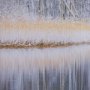 15589 - Riverside Reflection - Forest by Mikael Svensson a Framed Photo Art Print Matted under Glass