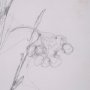 15561 - Chokecherry 3 by Mercana Studio a Hand Embellished Framed Art Print Matted under Glass