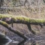 15588 - Branchscape Moss - Reflect by Mikael Svensson a Framed Photo Art Print Matted under Glass