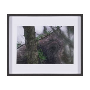 Porcupine Visit by Chad Mackay a Hand Embellished Framed Photo Art Print Matted under Glass