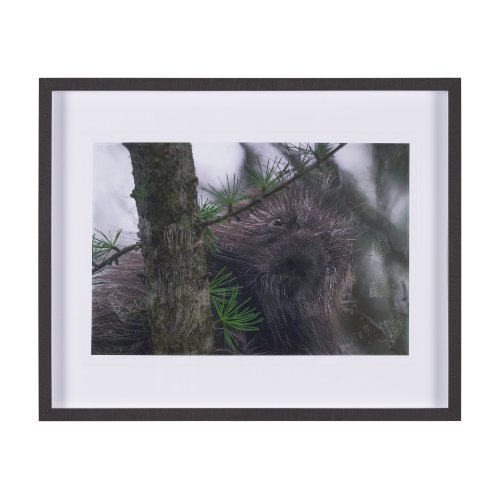 15602 - Porcupine Visit by Chad Mackay a Hand Embellished Framed Photo Art Print Matted under Glass
