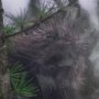 15602 - Porcupine Visit by Chad Mackay a Hand Embellished Framed Photo Art Print Matted under Glass