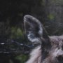 15622 - Cautious Gaze by Chad Mackay a Hand Embellished Framed Photo Art Print Matted under Glass
