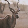 15692 - Kudu Bull by Sharon Vardy a Hand Embellished Framed Photo Art Print Matted under Glass