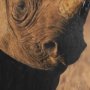 15706 - Kenyan Rhino by Max Blakesberg Studios a Hand Embellished Framed Photo Art Print Matted under Glass
