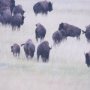 15683 - Grazing Herd (Set of 2) by Chad Mackay a Framed Photo Art Print Matted under Glass