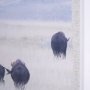 15683 - Grazing Herd (Set of 2) by Chad Mackay a Framed Photo Art Print Matted under Glass