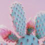 15658 - Blush Botanicals - Prickles by Philippe Hugonnard a Hand Embellished Framed Photo Art Print Matted u