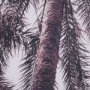 15700 - Pink Palms Horizontal by Deborah Revell a Framed Photo Art Print Matted under Glass
