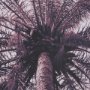 15700 - Pink Palms Horizontal by Deborah Revell a Framed Photo Art Print Matted under Glass