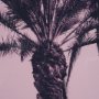 15701 - Pink Palms I by Deborah Revell a Hand Embellished Framed Photo Art Print