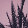 15701 - Pink Palms I by Deborah Revell a Hand Embellished Framed Photo Art Print