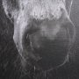 102667-FL - The Foal by Mercana Studio a Hand Embellished Textured Framed Canvas
