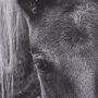 102667-FL - The Foal by Mercana Studio a Hand Embellished Textured Framed Canvas