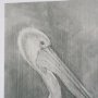 15752 - Pelican Sketch by Mercana Studio a Hand Embellished Framed Art Print Matted under Glass