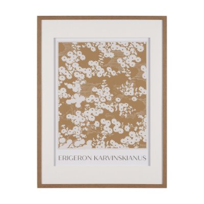 15761 - Belleza En Flores II by Mercana Studio a Framed Art Print Matted under Glass