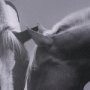 15765 - Horse Harmony - Caress by Laura Warren a Hand Embellished Framed Photo Art Print Matted under Glass