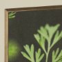 15801 - Green Growth by Michael Banks a Hand Embellished Framed Photo Art Print Matted under Glass