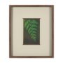 15803 - Leaf Charm by Michael Banks a Hand Embellished Framed Photo Art Print Matted under Glass