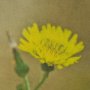 15803 - Leaf Charm by Michael Banks a Hand Embellished Framed Photo Art Print Matted under Glass