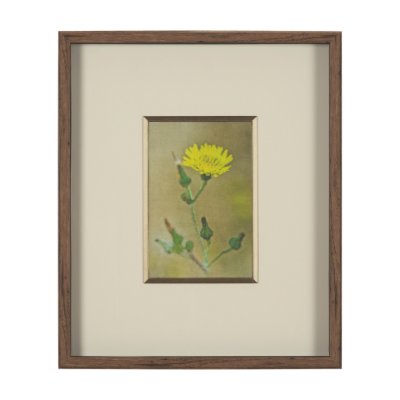 15804 - Floral Bliss by Michael Banks a Hand Embellished Framed Photo Art Print Matted under Glass