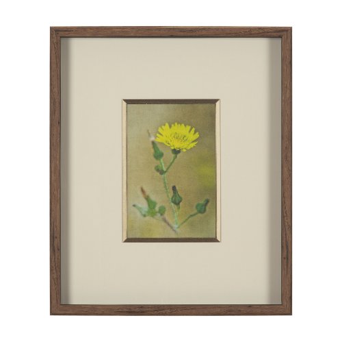 15804 - Floral Bliss by Michael Banks a Hand Embellished Framed Photo Art Print Matted under Glass