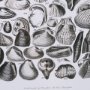 15809 - Sealife II by Oliver Goldsmith a Hand Embellished Framed Art Print Matted under Glass