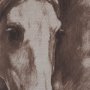 15764 - Portrait of a Thoroughbred II by Mercana Studio a Framed Art Print Matted under Glass