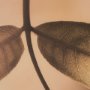 15813 - Leaf Imaging by Michael Banks a Hand Embellished Framed Photo Art Print Matted under Glass