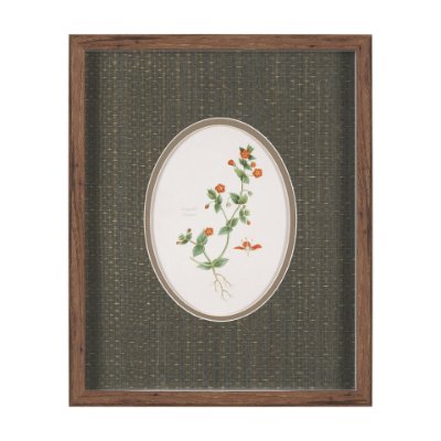 15807 - Anagallis Arvensis Flowers by Pierre Joseph Redoute a Hand Embellished Framed Print under Glass