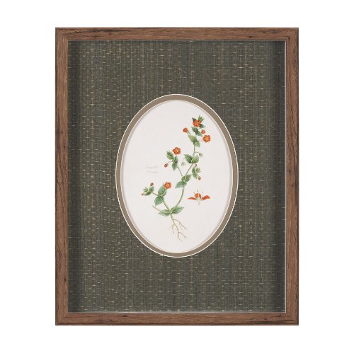 15807 - Anagallis Arvensis Flowers by Pierre Joseph Redoute a Hand Embellished Framed Print under Glass